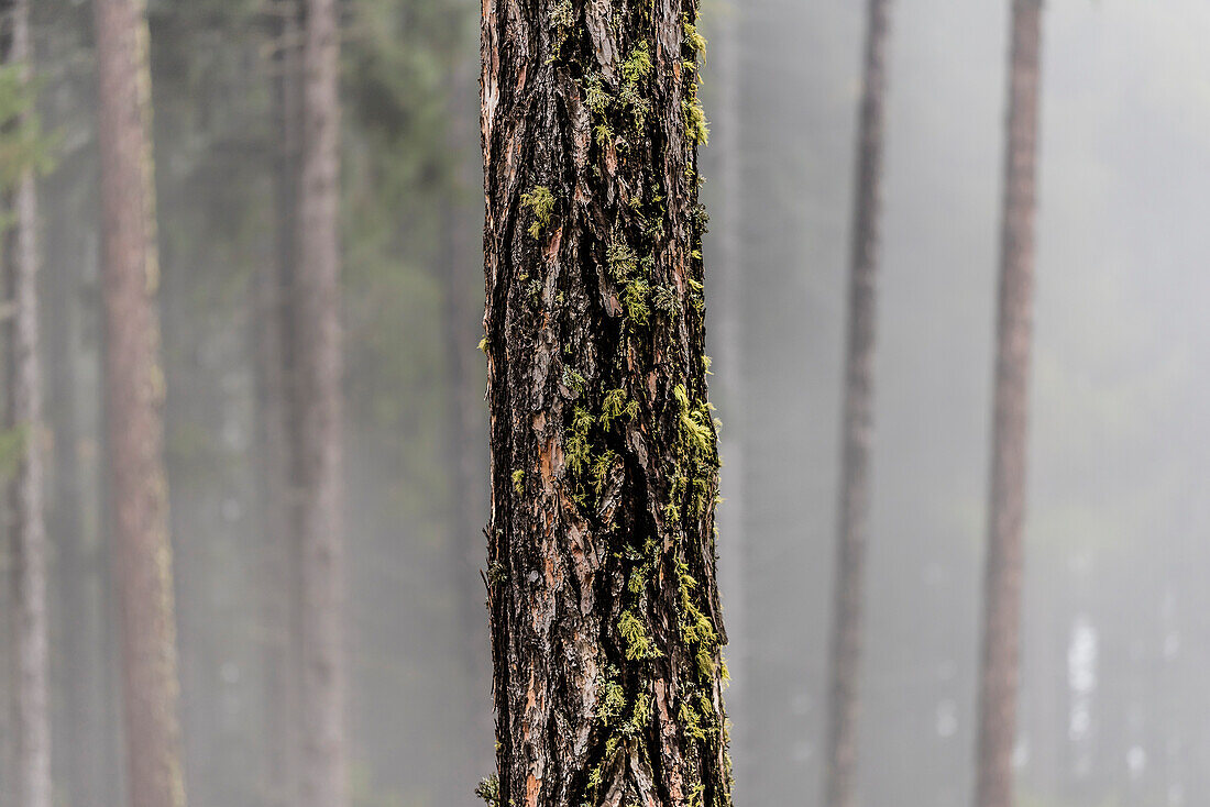 Mit Moos bewachsene Baumrinde einer Fichte in einem Nadelwald im Nebel, Radein, Südtirol, Alto Adige, Italien