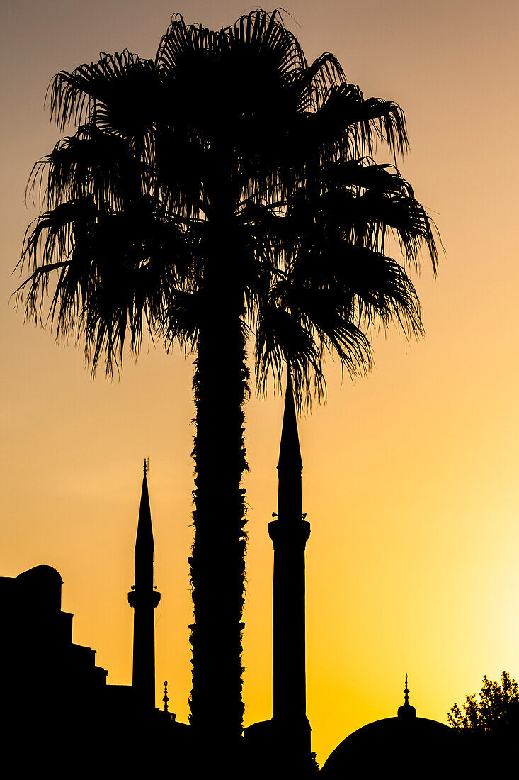 Silhouette der Minarette der Hagia Sophia und einer Palme zum Sonnenaufgang, Istanbul, Türkei