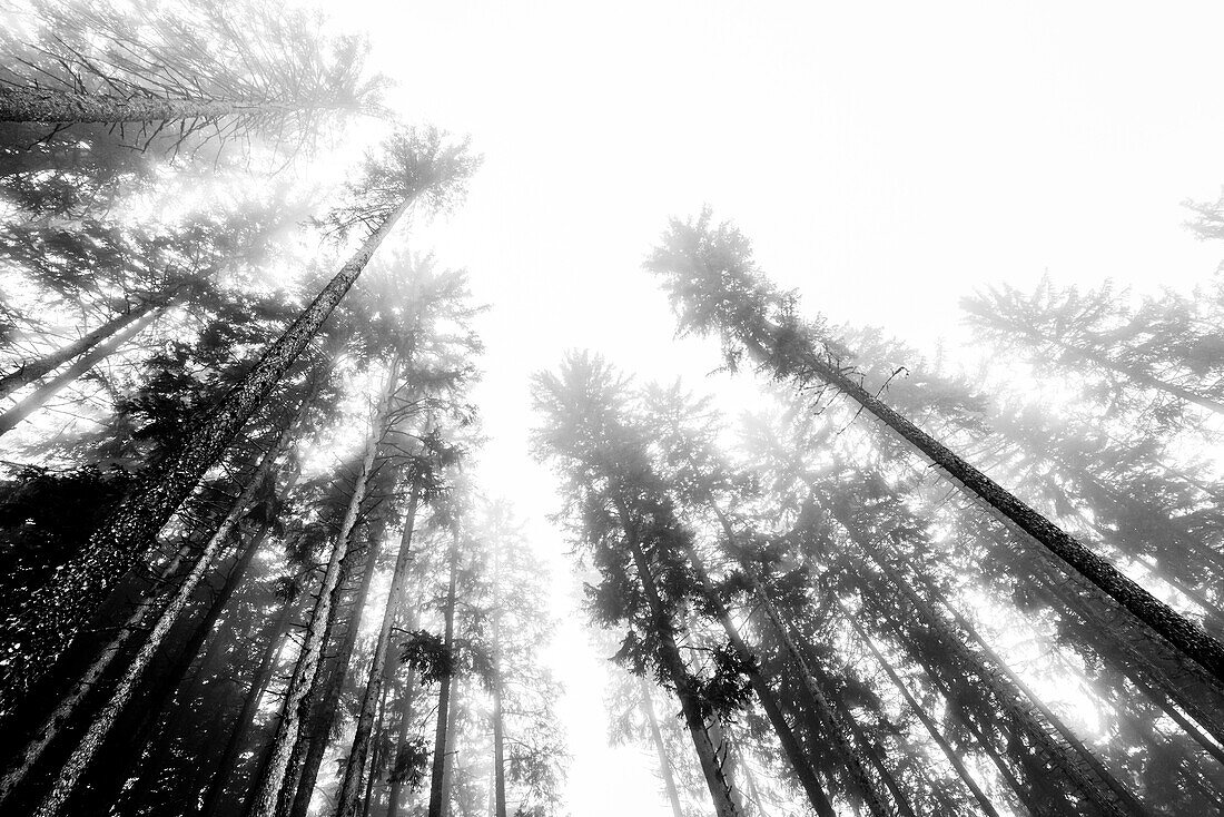 Worm's-eye view of a coniferous forest in the fog, Radein, South Tirol, Alto Adige, Italy