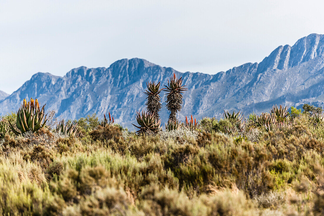 Agaven und Kakteen am Swartberg Pass, Oudtshoorn, Südafrika