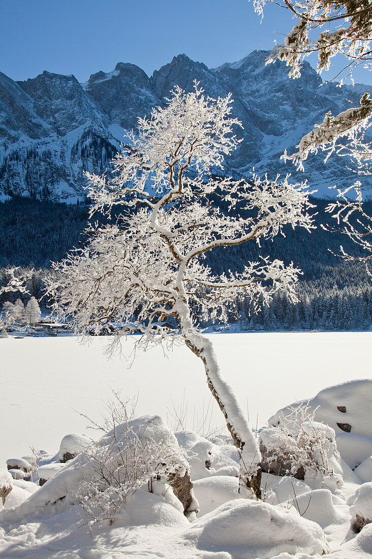 Birch tree, view over the frozen Eibsee to the Zugspitz range, near Grainau, Bavaria, Germany