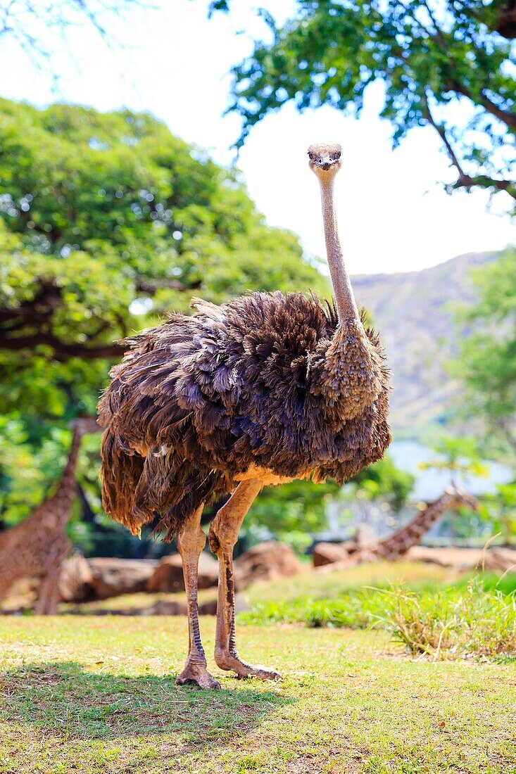 Ostrich (or emu) at the Honolulu Zoo looking towards the camera in Oahu Hawaii.