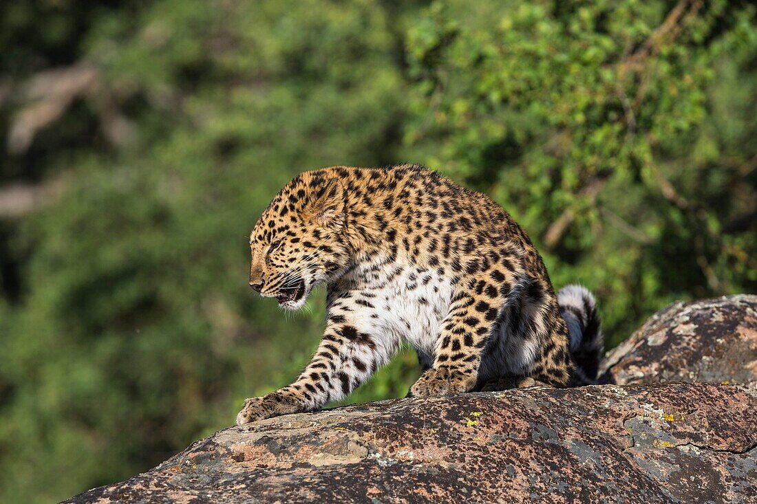 Watchful Amur leopard (Panthera pardus orientalis) on a rock, captive, California, USA