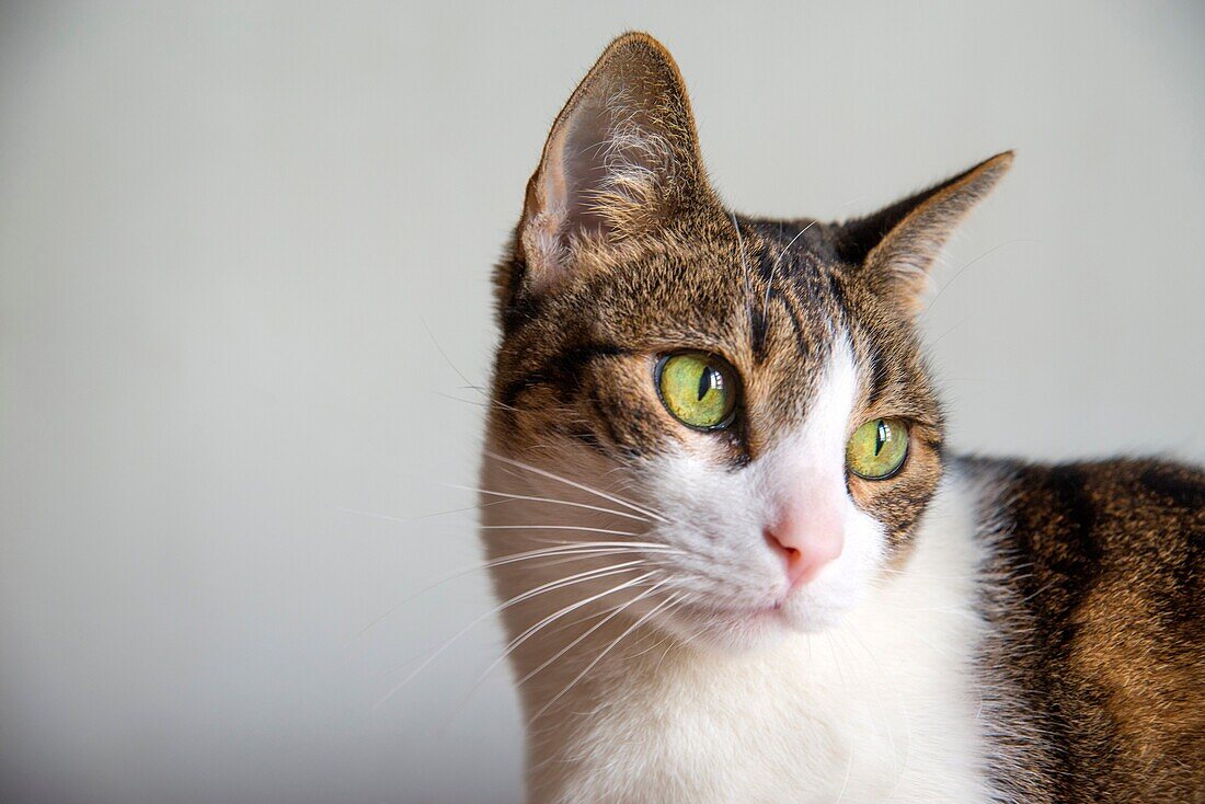 Portrait of tabby and white cat. Close view.