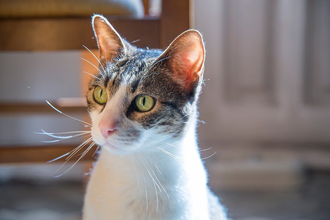 Porträt einer getigerten und weißen Katze zu Hause.