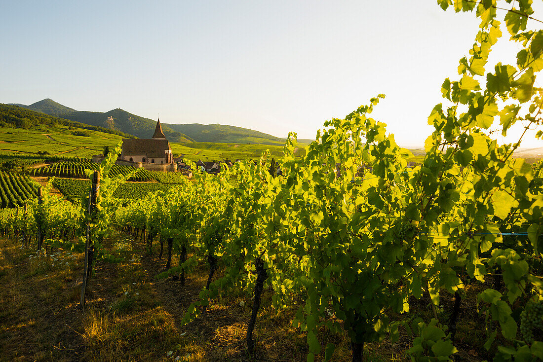 Church within the vineyards, Gothic fortified church of Saint-Jacques, Hunawihr, Alsace, France