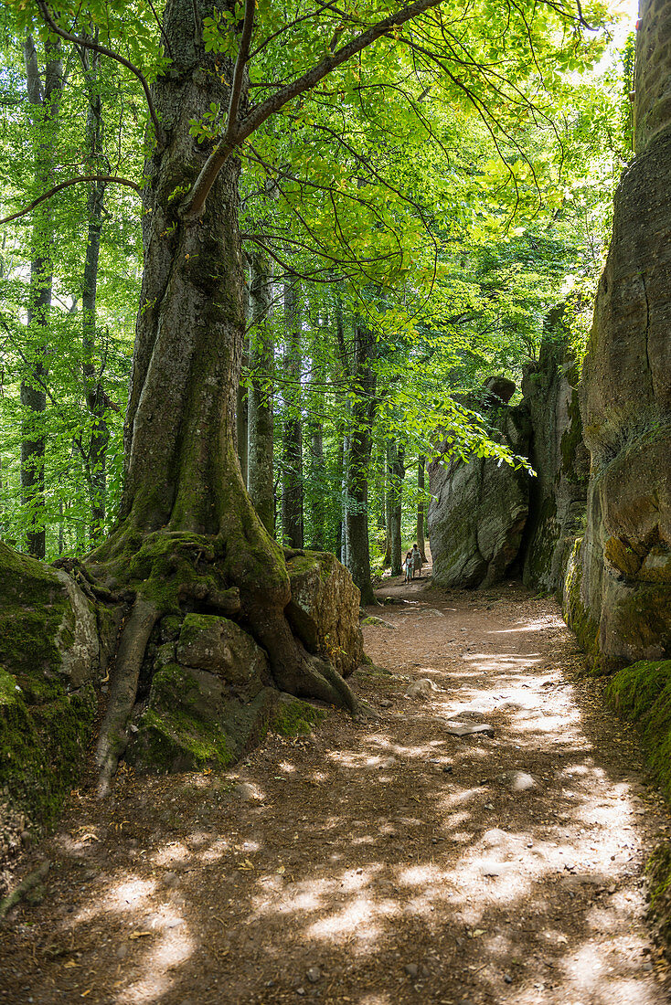 hiking path, Monastery Mont Sainte-Odile, Ottrott, Bas-Rhin, Alsace, France