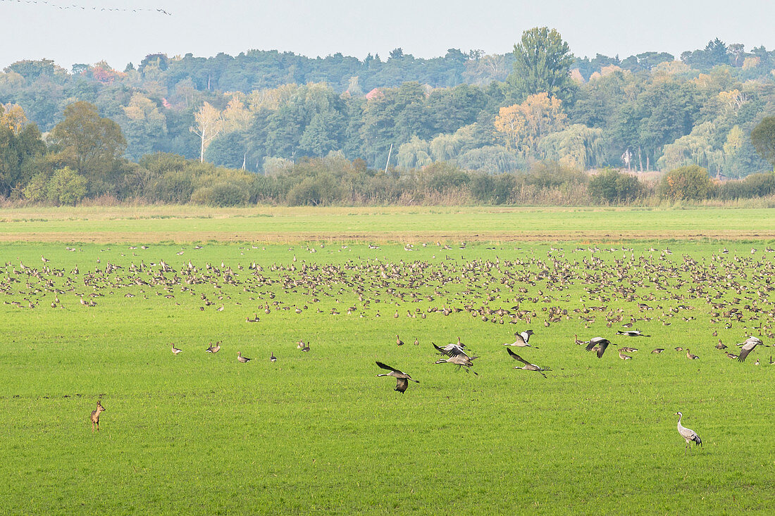 Resting place of cranes and greylag geese as well as deers in the nature reserve of Lake Rangsdorf - Germany, Brandenburg, Rangsdorf