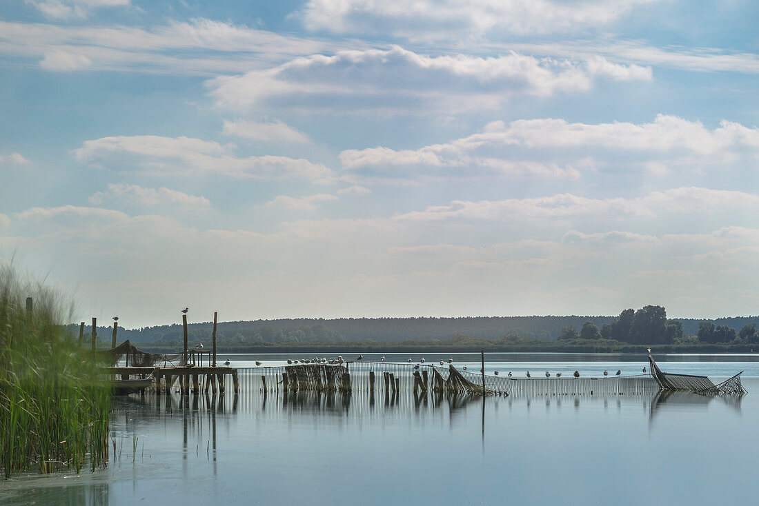 Landeplatz diverser Möwen, Fischreihern und anderen Vögeln auf dem Begrenzungszaun einer Fischfarm des Rangsdorfer Sees - Deutschland, Brandenburg, Rangsdorf