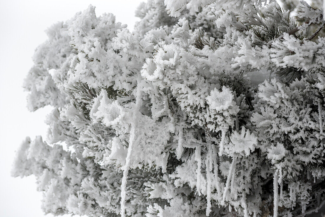 Icy and snowy conifer in foggy alpine region - Germany Oberallgäu Oberstdorf