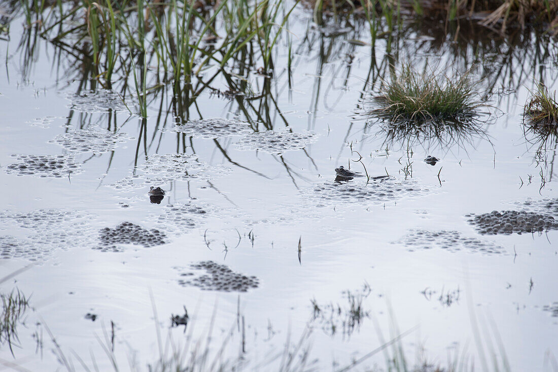 Moor frogs with frog spawn in a waterhole in the lakeshore zone - Germany Oberallgäu Oberstdorf