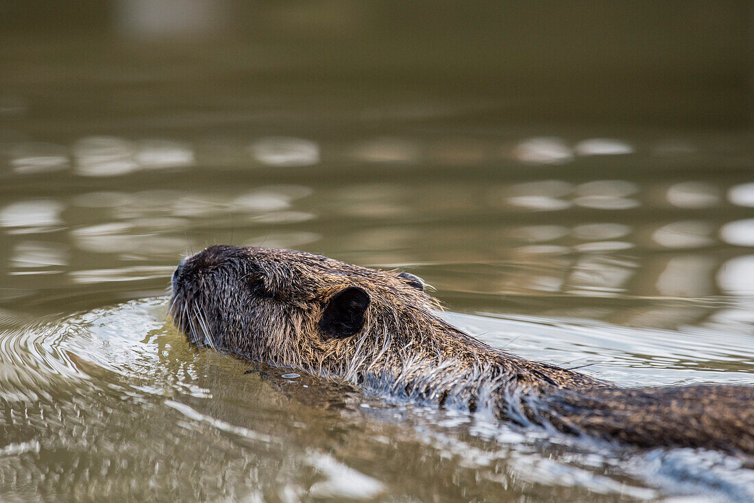 Detail of a nutria (coypu) while swimming in the Spreewald Biosphere Reserve -  Germany, Brandenburg, Spreewald