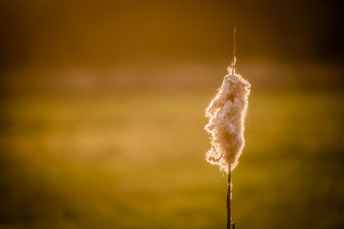 Blown bulrush in the warm backlit of the sunset -  Germany, Brandenburg, Spreewald