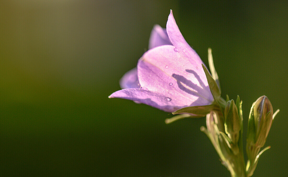 Close-up of a calyx with shadow of the stamp on petal -  Germany, Brandenburg, Spreewald