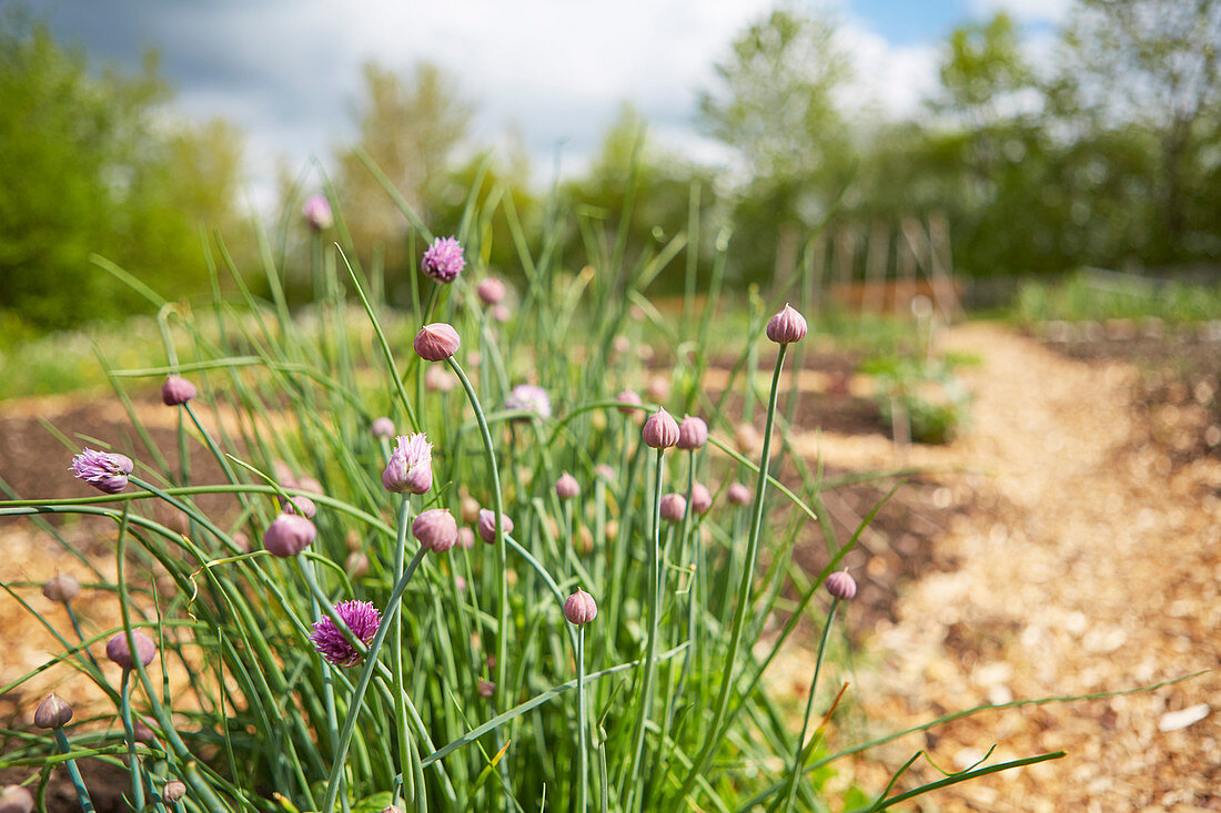 Chive in a garden