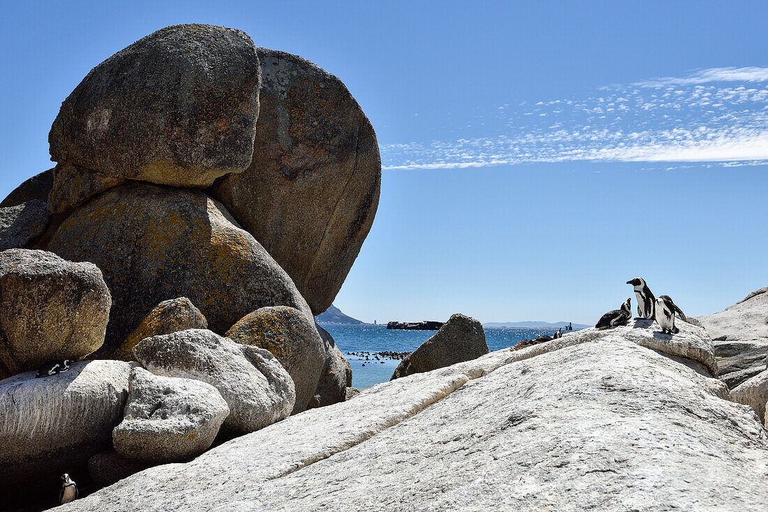 Pinguine am Boulders Beach, Simons Town, Western Cape, Südafrika