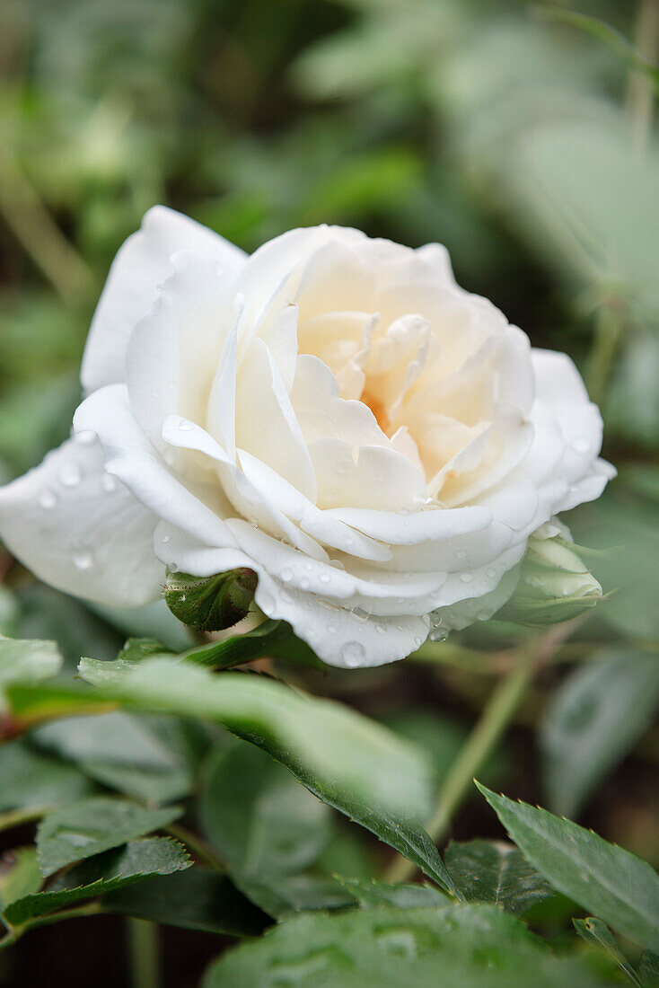 weiße Rose mit Wassertropfen im Rosengarten der Neuen Residenz, Bamberg, Region Franken, Bayern, Deutschland, UNESCO Welterbe
