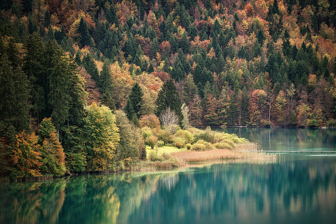 Alpine Lake during autumn around Castle Neuschwanstein, Fuessen, Schwangau, Allgaeu, Bavaria, Germany