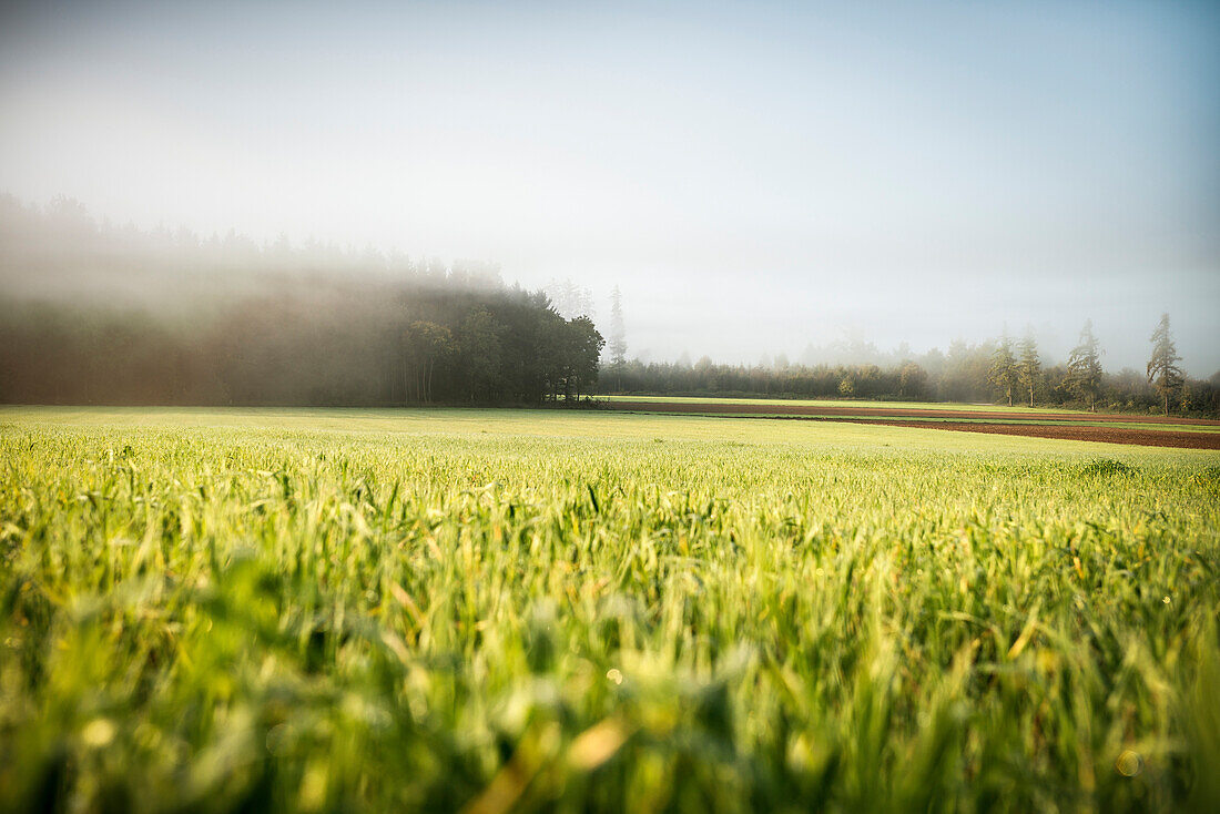 Nebel zieht über ein Waldstück über die Albhochfläche während die Sonne bereits scheint, Holzkohle Herstellung Köhlerei, Aalen, Härtsfeld, Ostalbkreis, Baden-Württemberg, Deutschland