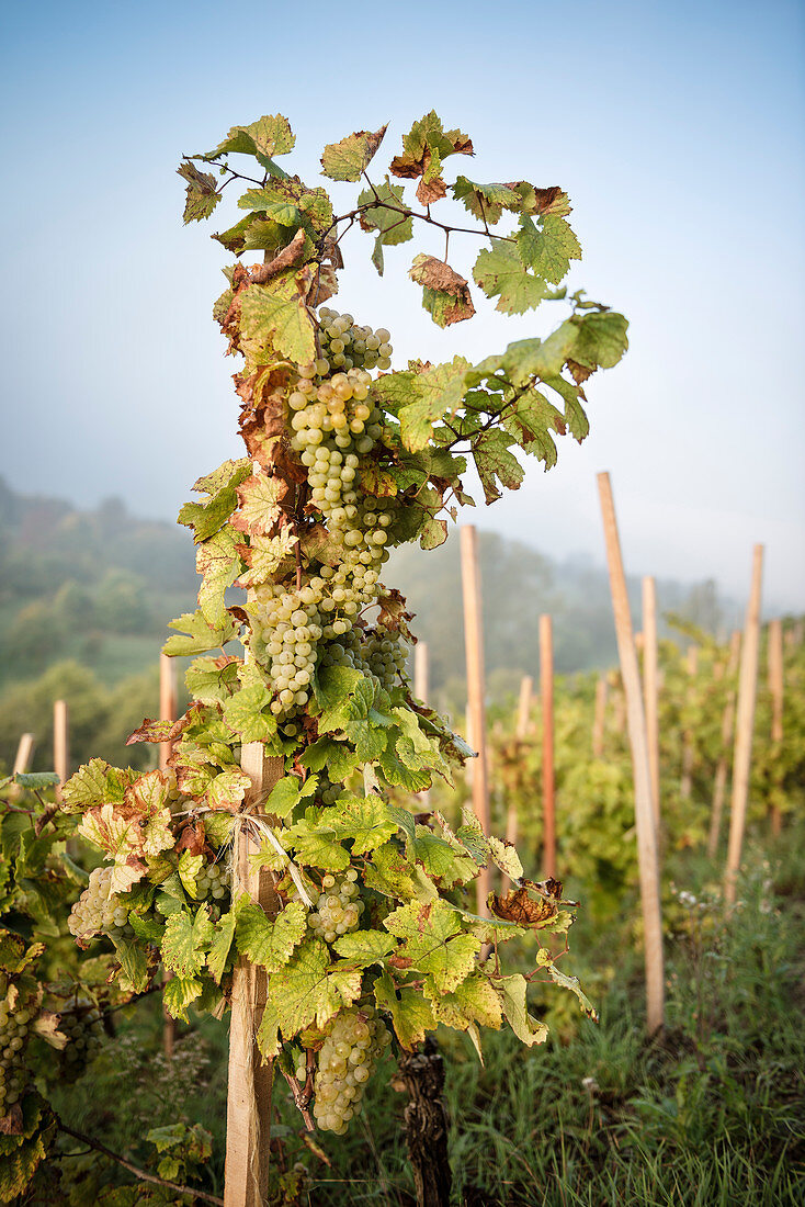 vine with juicy grapes during vintage in Ickelheim, Frankonia, Bavaria, Germany