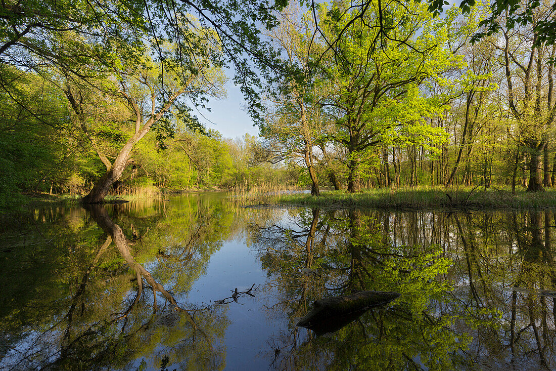 Seitenarm der March, Naturreservat Marchauen, Niederösterreich, Österreich