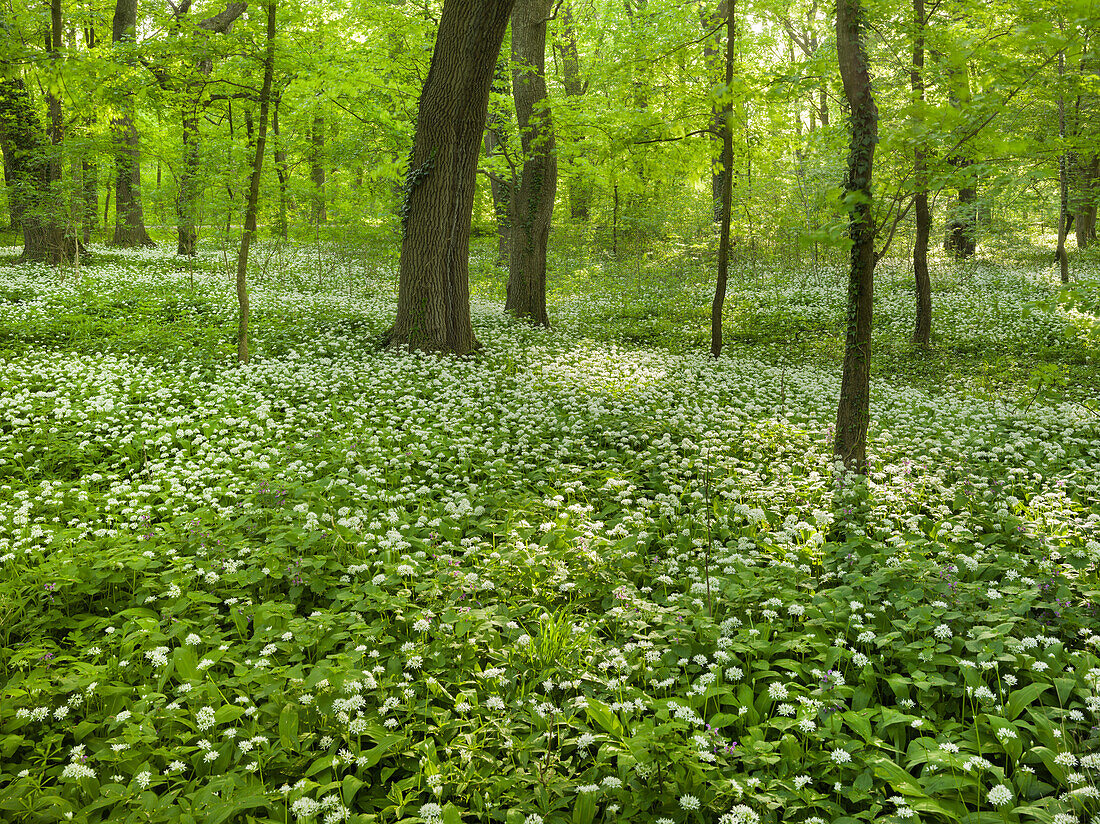 blühender Bärlauch, Laxenburger Park, Laxenburg, Niederösterreich, Österreich