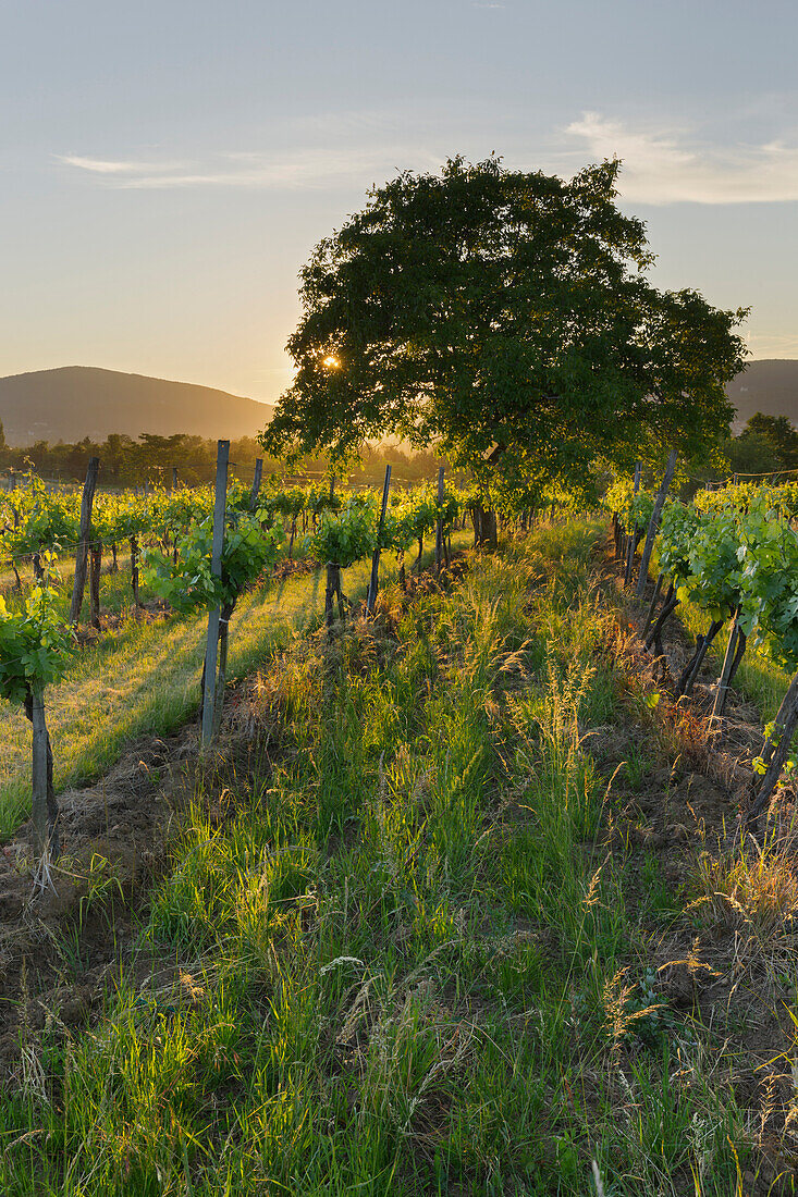 Sonneuntergang am Harterberg, Weinberge, Wienerwald, Baden bei Wien, Niederösterreich, Österreich