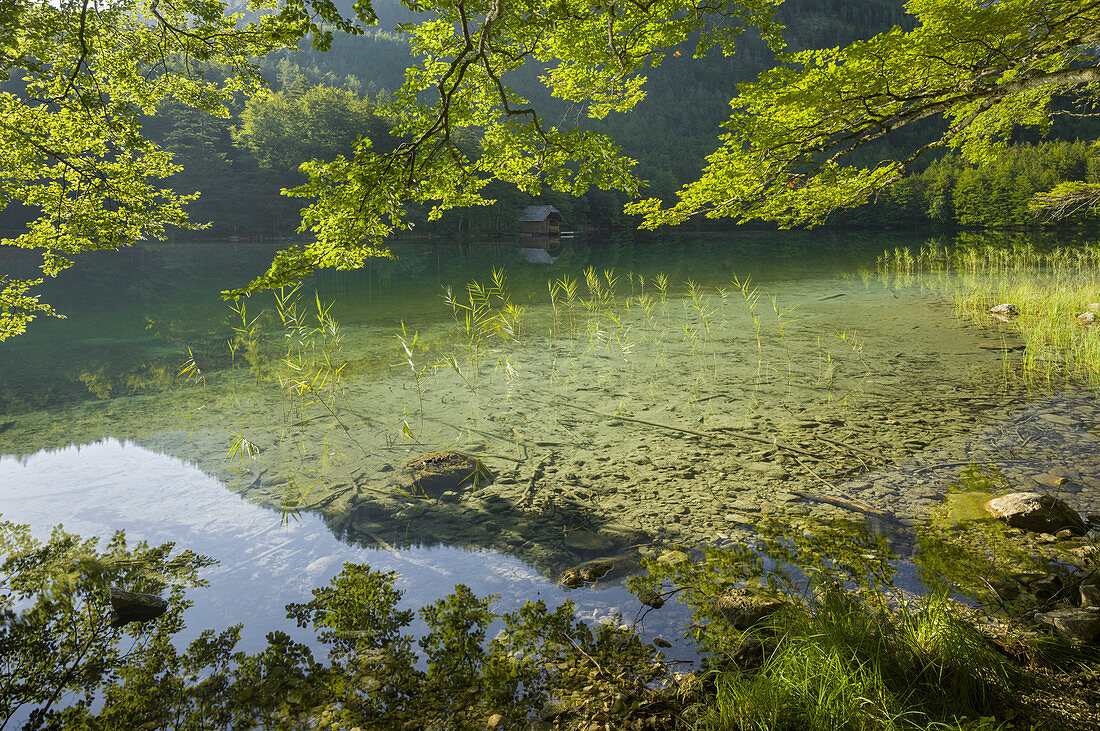 Buche am Ufer, Hinterer Langbathsee, Höllengebirge, Salzkammergut, Oberösterreich, Österreich