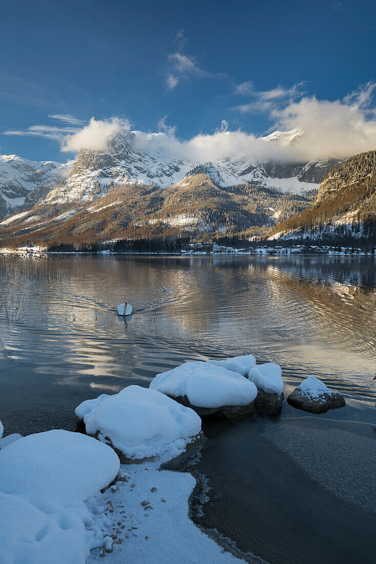 Schwäne, Grundlsee bei Wienern, Totes Gebirge, Steiermark, Österreich