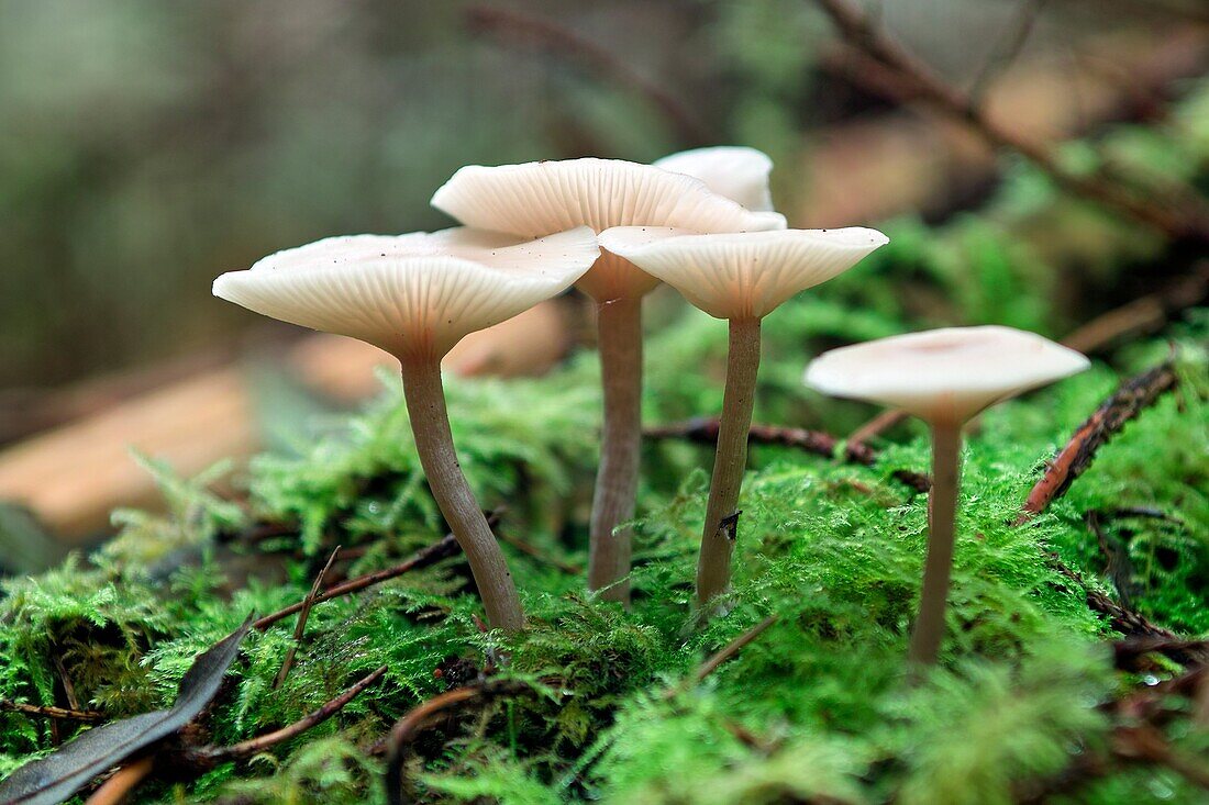 Fungus, Newcastle wood, Ballymahon, County Longford, Ireland.