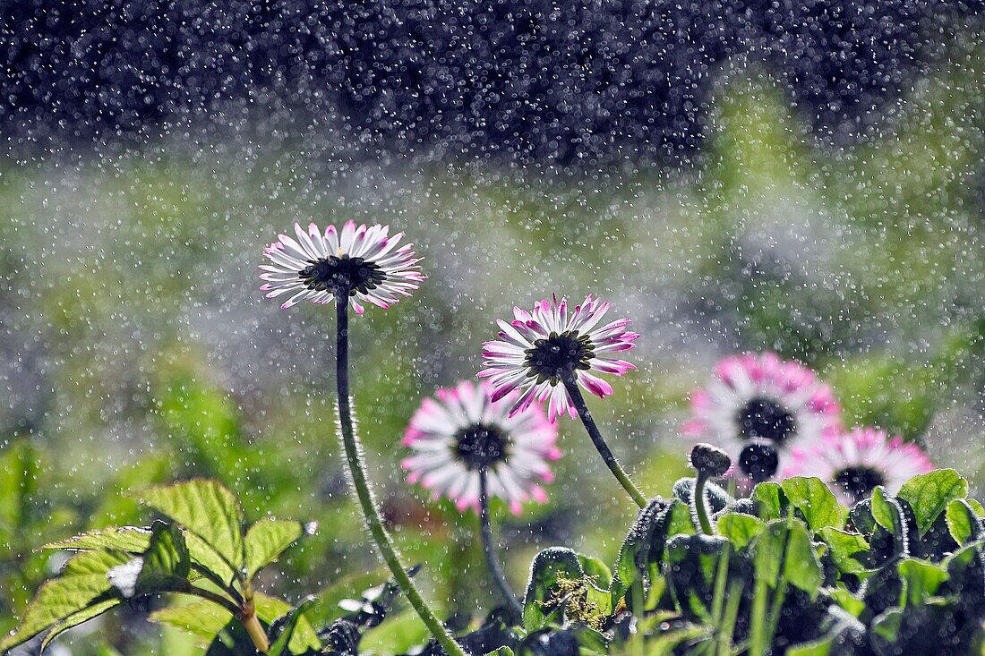 Daisy flowers, water droplets, backlit.