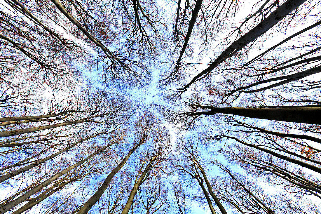 Treetops without foliage in the beech forest on the slopes of mountain Zaruby, Male Karpaty, Slovakia.