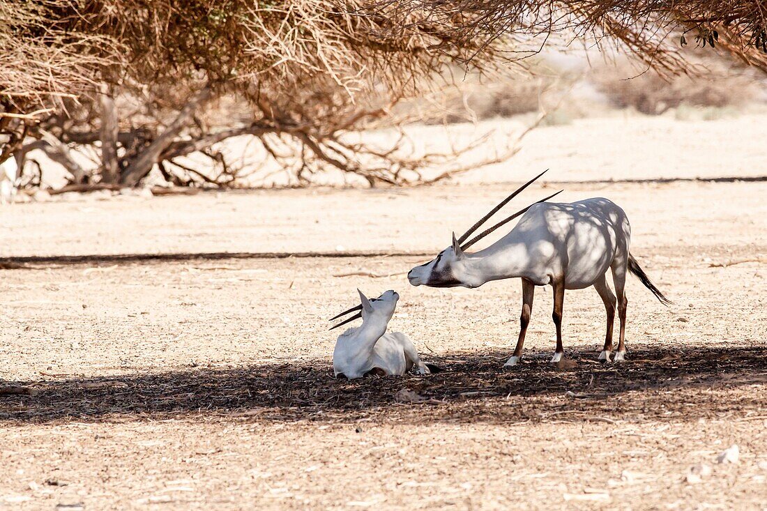 A Arabian Oryx (Oryx leucoryx) The Arabian oryx is a large white antelope, Almost totally extinct in the wild several groups have since been reintroduced to the wild Photographed in Israel, Aravah desert