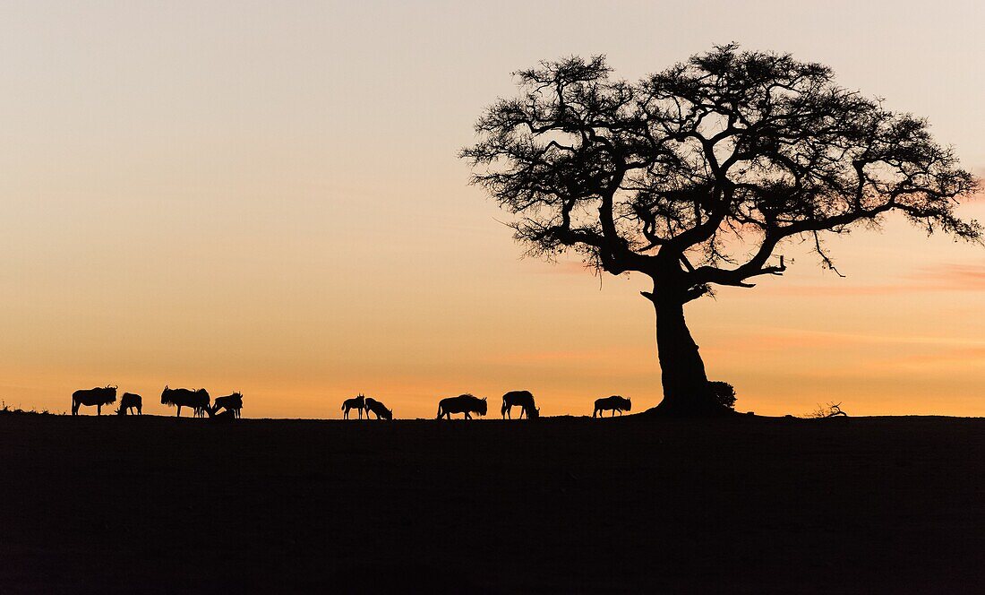 Silhouette of wildebeests and acacia on sky on sunset. Masai Mara NP.