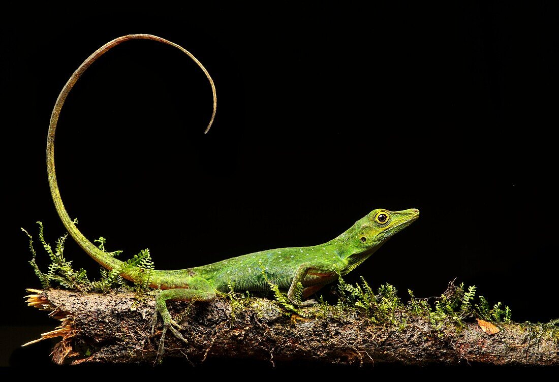 Boulenger Green Anole lizard (Anolis chloris), Iguana family (Iguanidae), Amazon rainforest, Yasuni National Park, Ecuador.