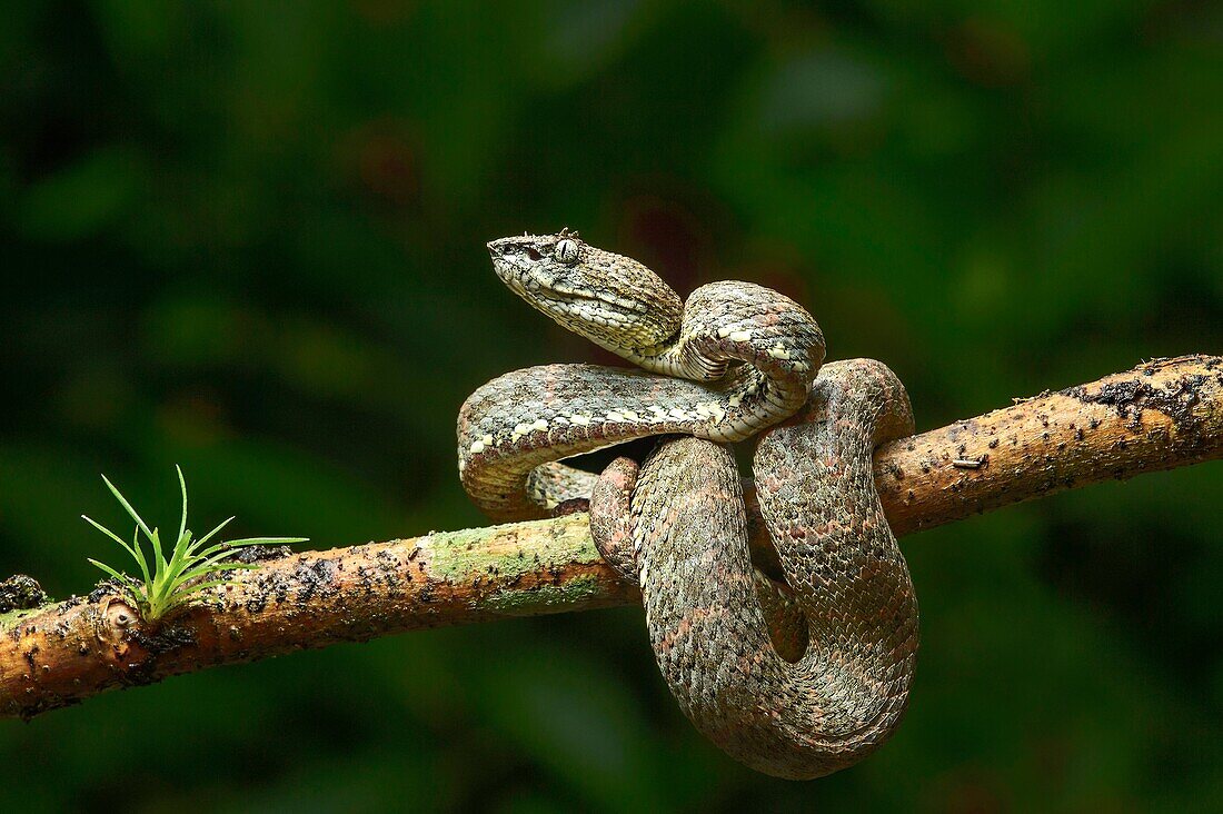 Adult venomous Eyelash Palm-Pitviper (Bothriechis schlegelii), Viper family (Viperidae), Chocó rainforest, Ecuador.