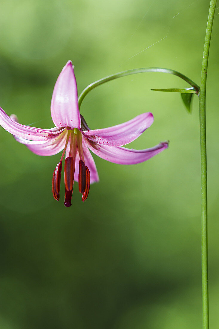 Martagon or Turk´s cap lily (Lilium martagon). Collados del Ason Natural Park. Cantabria, Spain, Europe.