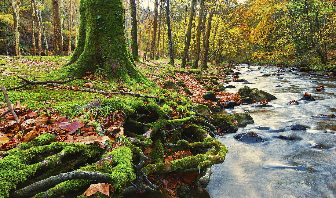 Forest and river in autumn. Ucieda. Ruente. Cabuerniga Valley. Cantabria, Spain, Europe.