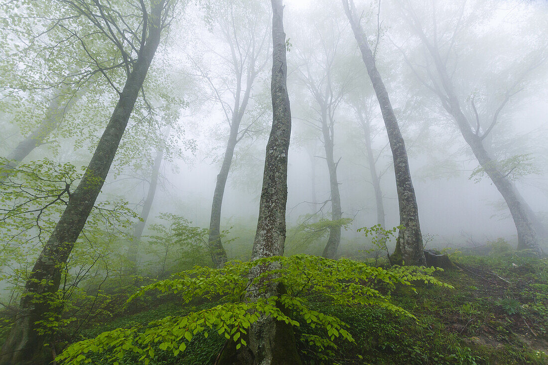 Beechwood in the mist. Urbasa mountain range. Navarre, Spain, Europe.