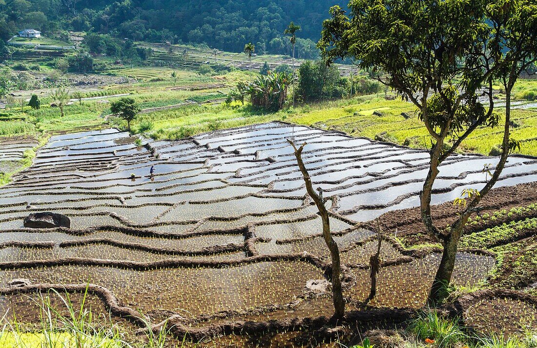 Rice fields in Kelimutu volcano side. Flores island. Indonesia, Asia.