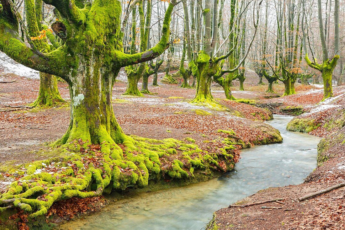 Beechwood and rivulet. Otzarreta, Gorbeia Natural Park, Biscay, Spain, Europe.