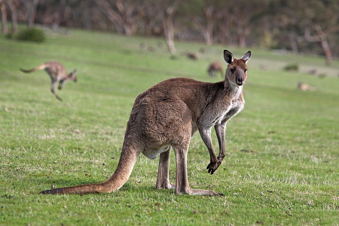 Kangaroos. Deep Creek Conservation Park, Flerieu Peninsula, South Australia.