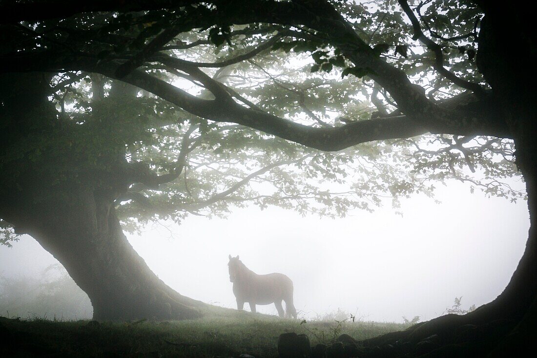 Horse under beeches, fagus Sylvaticus, Parque natural Gorbeia, Alava-Vizcaya, Euzkadi, Spain.