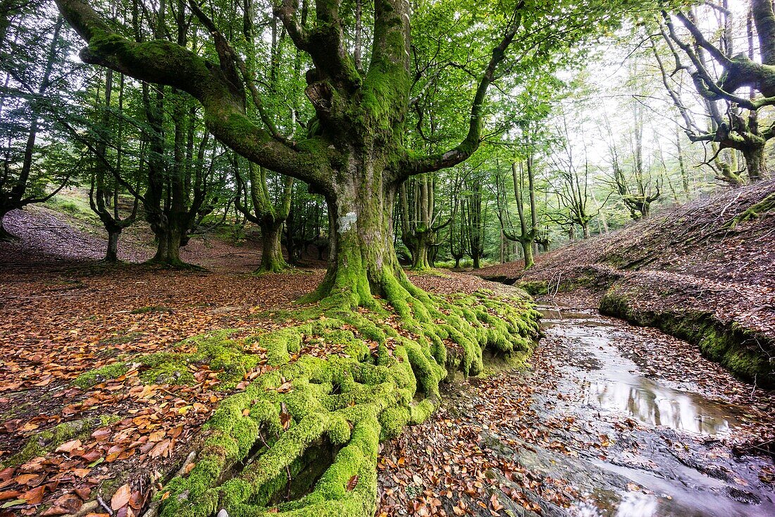 Spain, Basque Country, Euzkadi, Alava, Vizcaya, Gorbea Natural Park, Hayedo de Otzarreta, Beech trees (Fagus sylvatica)