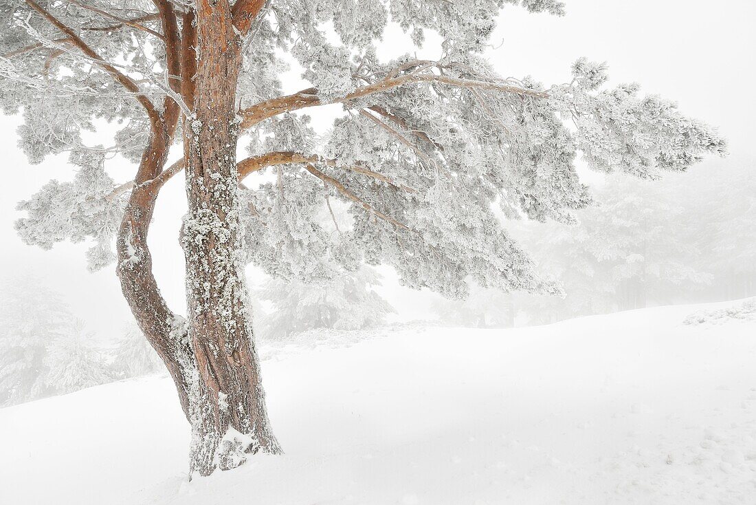 Winter in the pine forests of the Sierra de Guadarrama, Madrid, Segovia