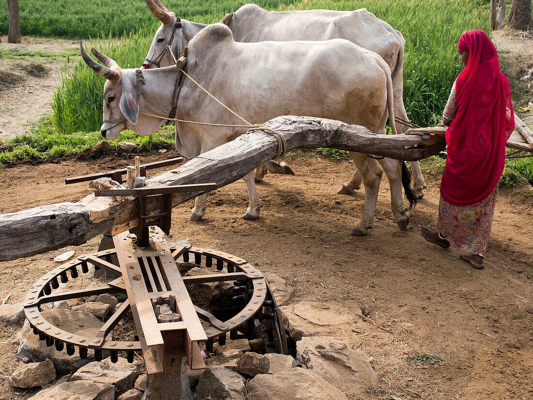 Cow-driven water wheel in Ranankpur, Rajasthan, India
