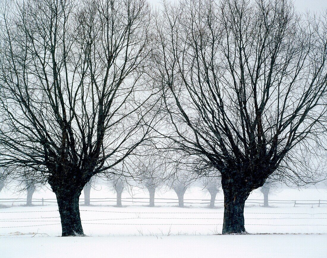 Willows, Mazovia region, Poland