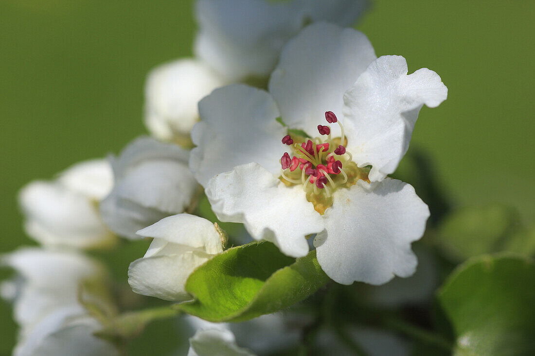 Birnbaumblüte, Frühling, Schweiz