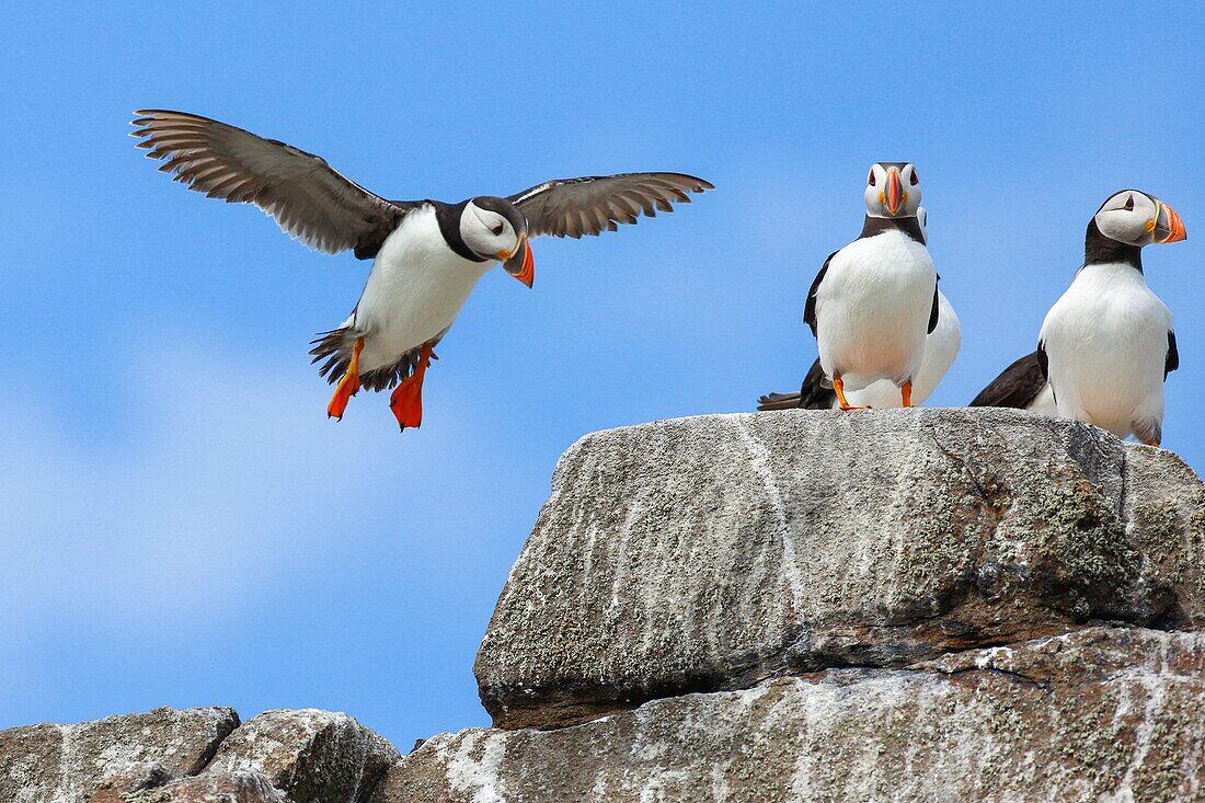 atlantic puffin, Fratercula arctica.