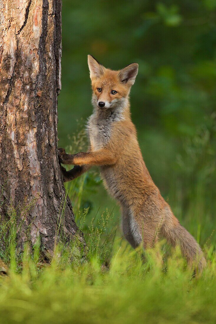 Red fox cub standing up on a tree trunk.